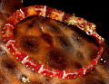Pipefish 